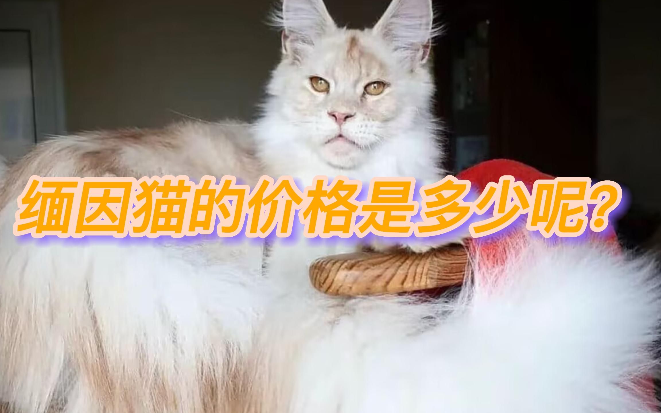 缅因猫的价格一般是多少钱?哔哩哔哩bilibili