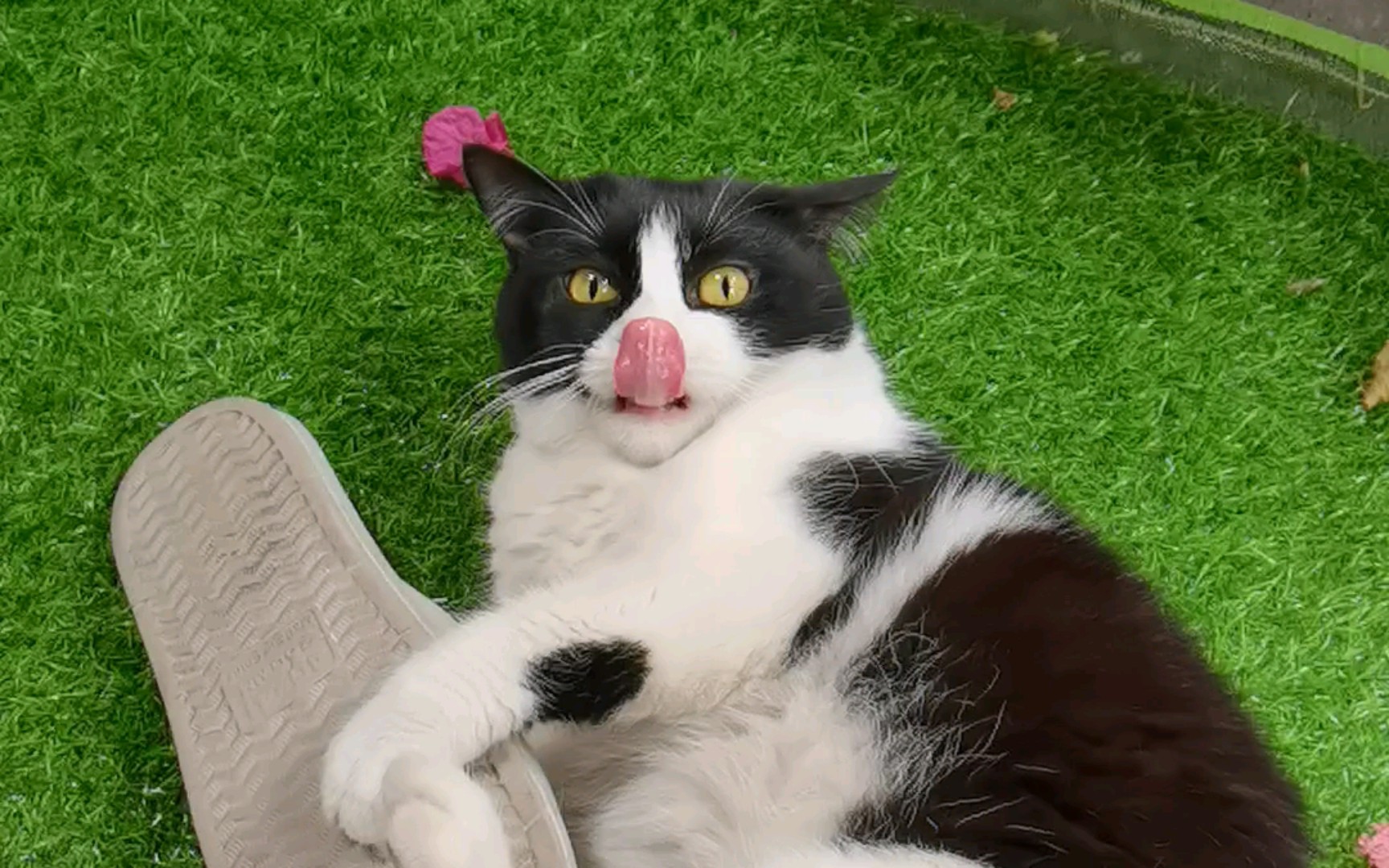 原来除了广东人广东极霸猫也很喜欢拖鞋