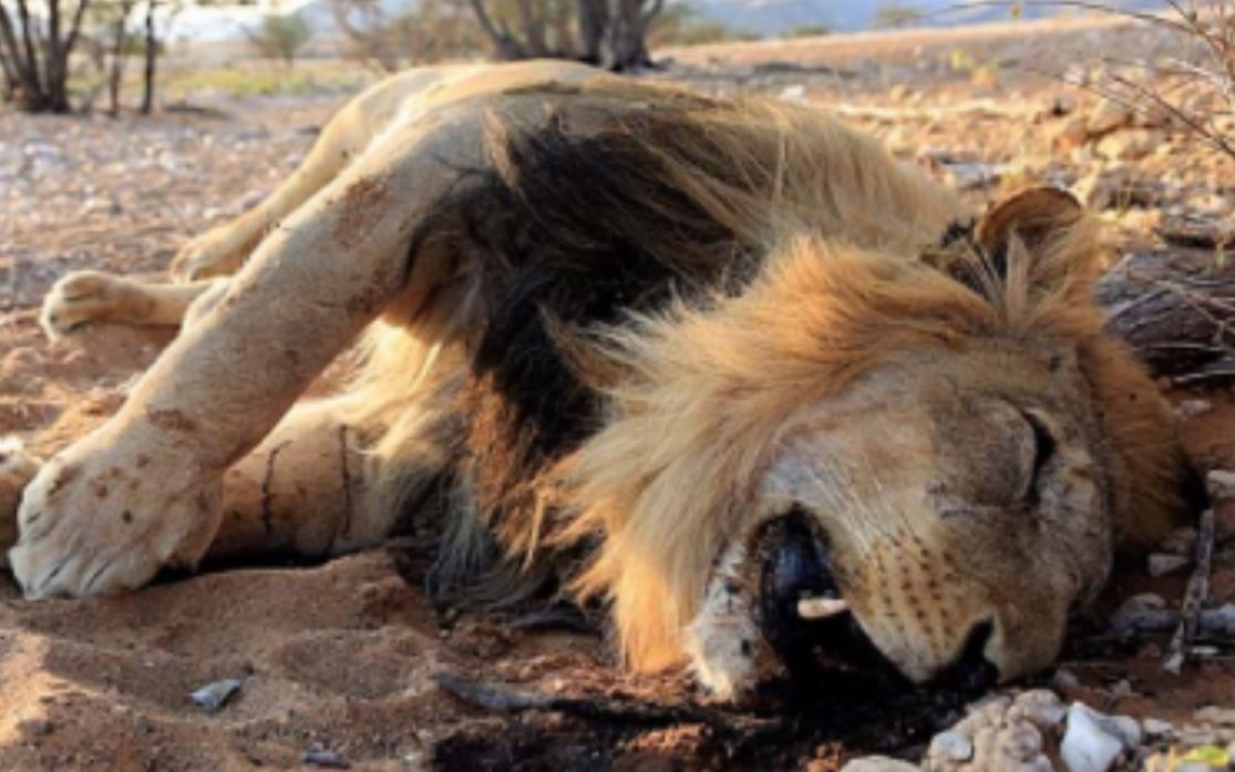 每年杀死狮子最多的动物,会是平头哥吗?会是鬣狗吗?