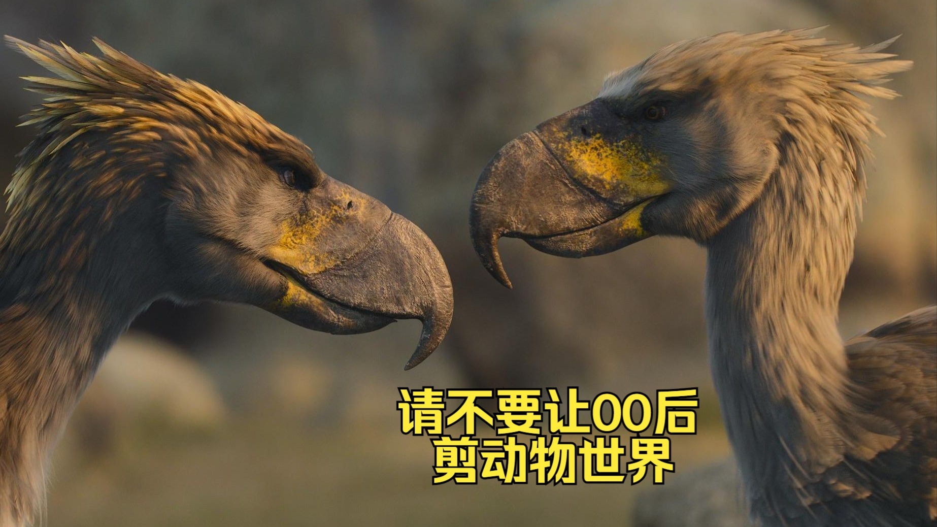 请不要让00后剪动物世界之骇鸟-无心科普动物-无心科普动物-哔哩哔哩视频