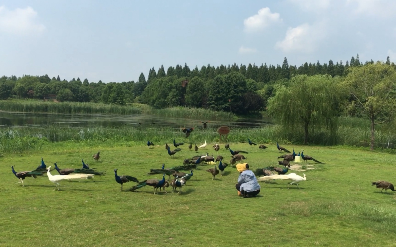 [图]孔雀放飞 上海市崇明岛一日游