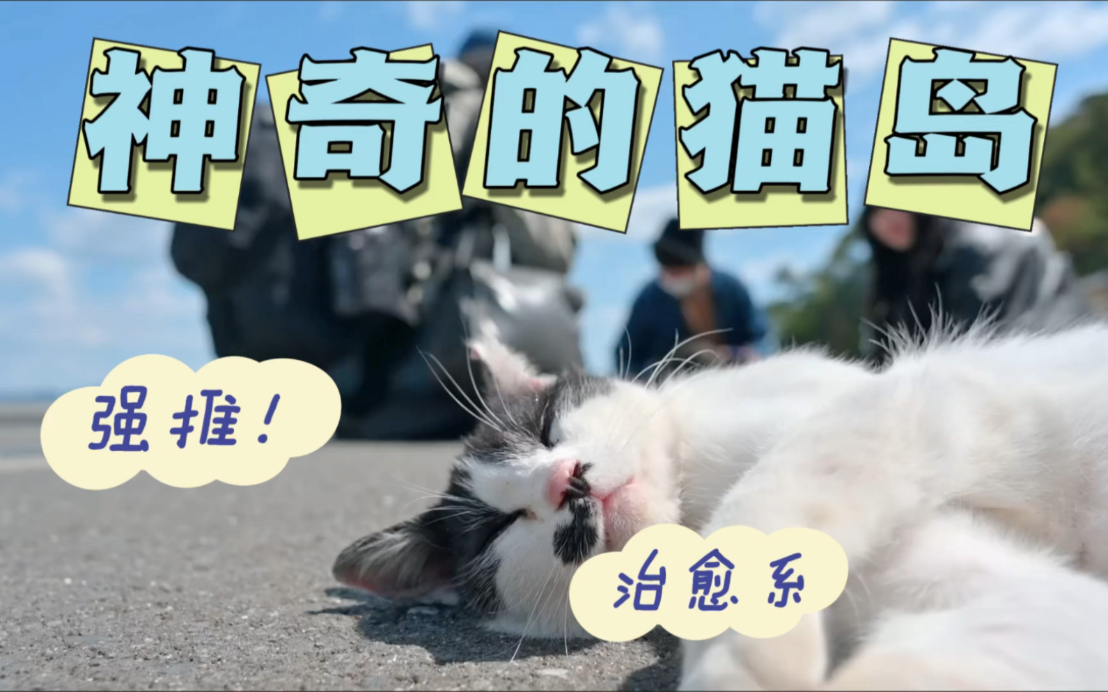 一个有五万只猫咪的猫岛哔哩哔哩bilibili