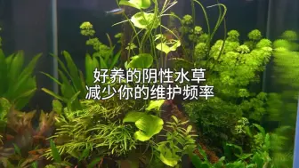 Video herunterladen: 好养的阴性水草会减少维护水草缸的频率