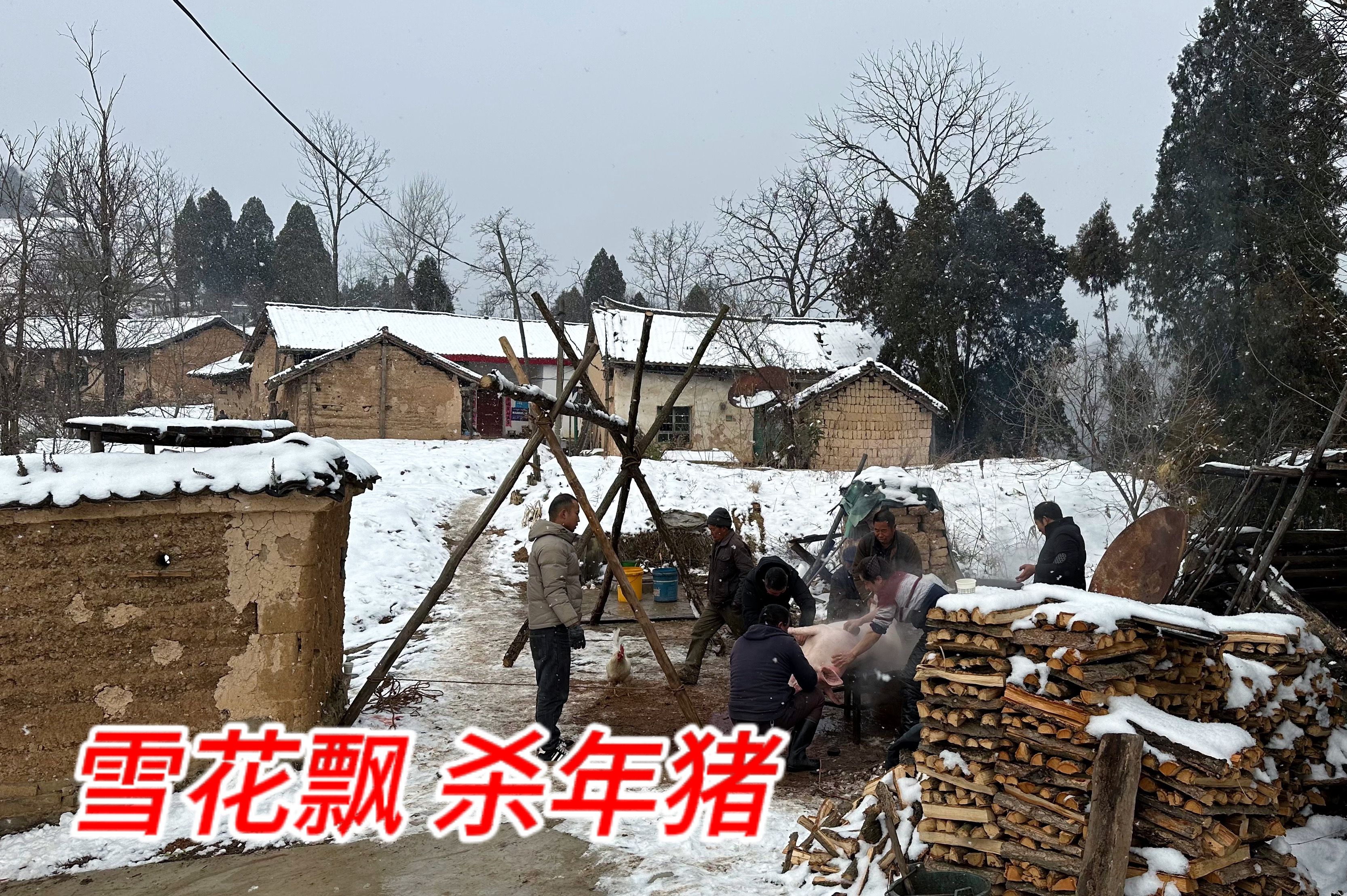 [图]大雪纷飞杀年猪，一个山头就住了几个老人，这场景直接带入小时候