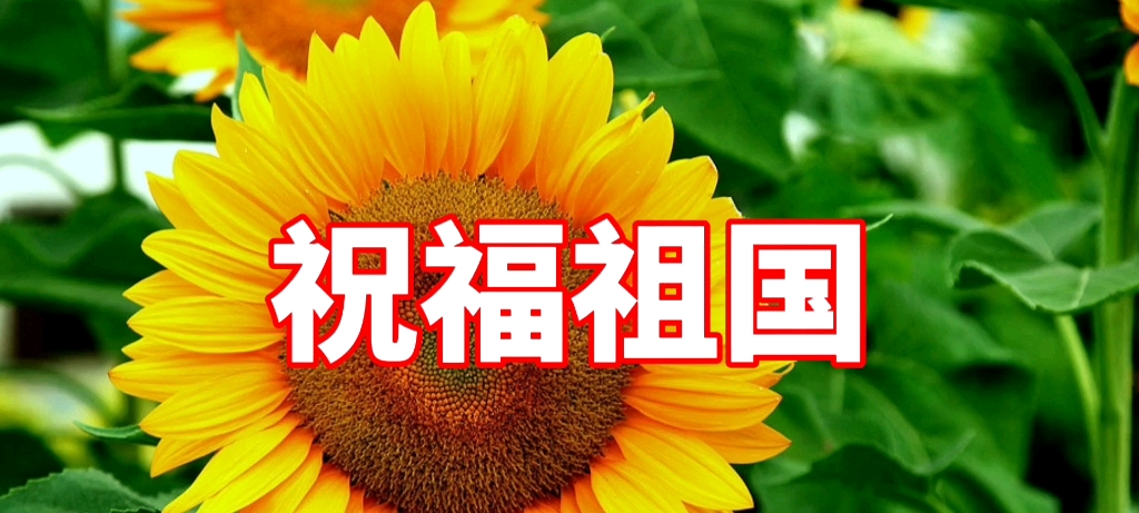 我为祖国献祝福文配图