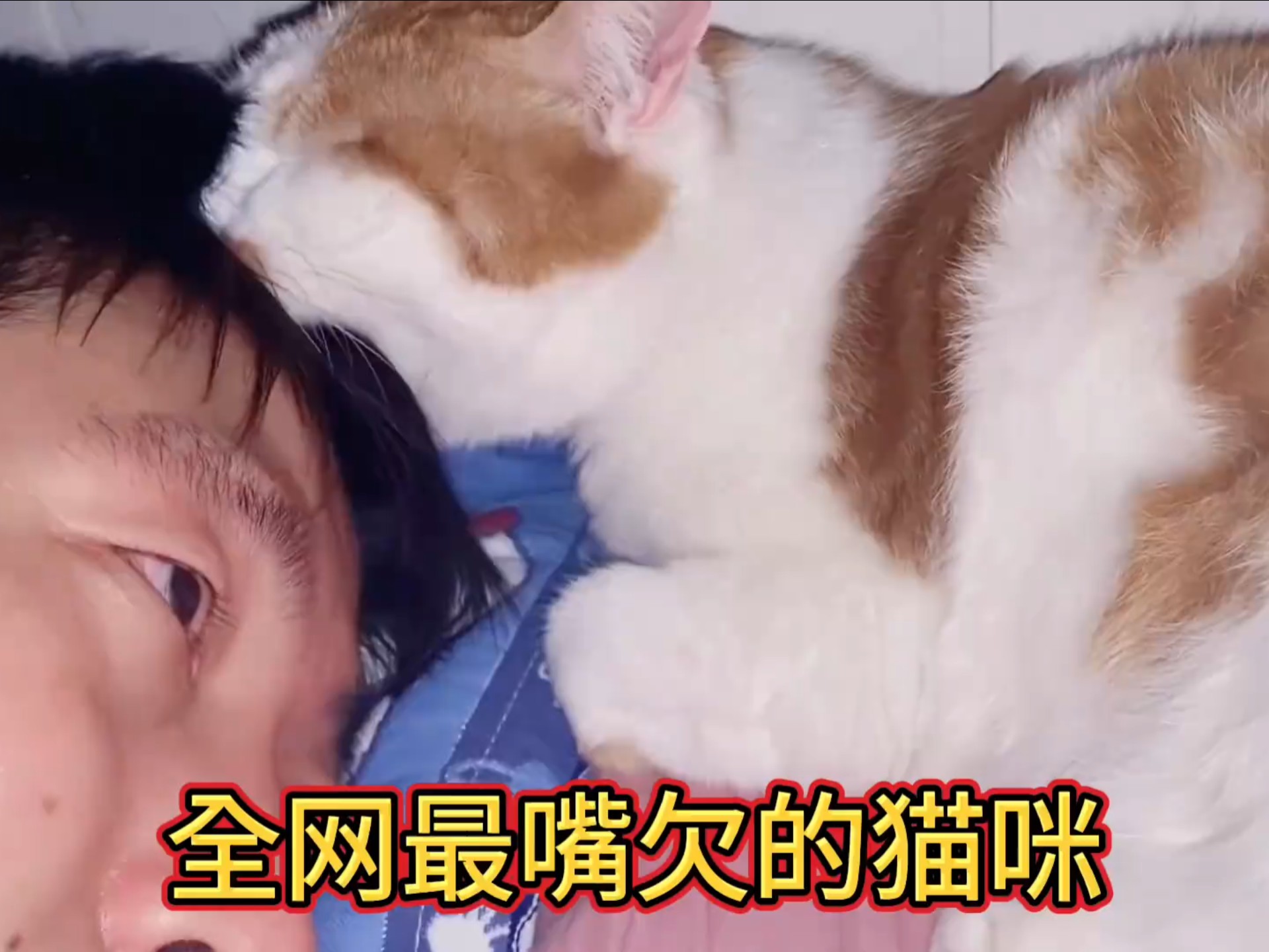 全网最嘴欠的猫咪,喜欢咬男主人的头,咬了之后还会装睡!