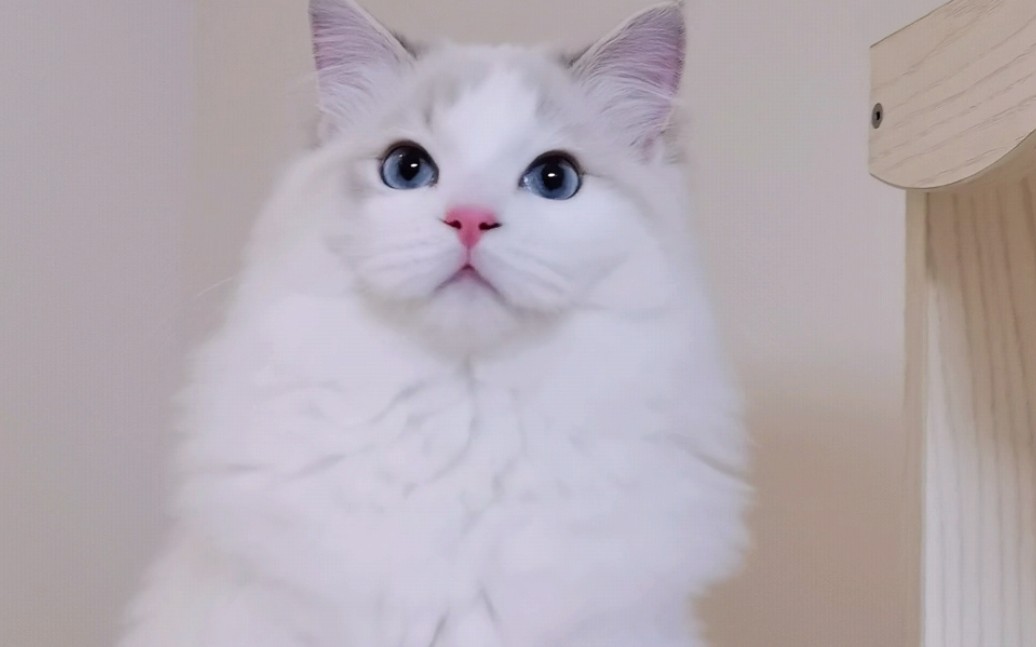 【布偶猫】genuine♂真挚的杏仁眼很美也很魅76坐卧立行姿态端庄