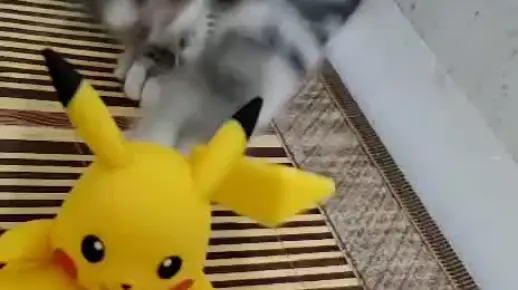 我家的猫咪和皮卡丘