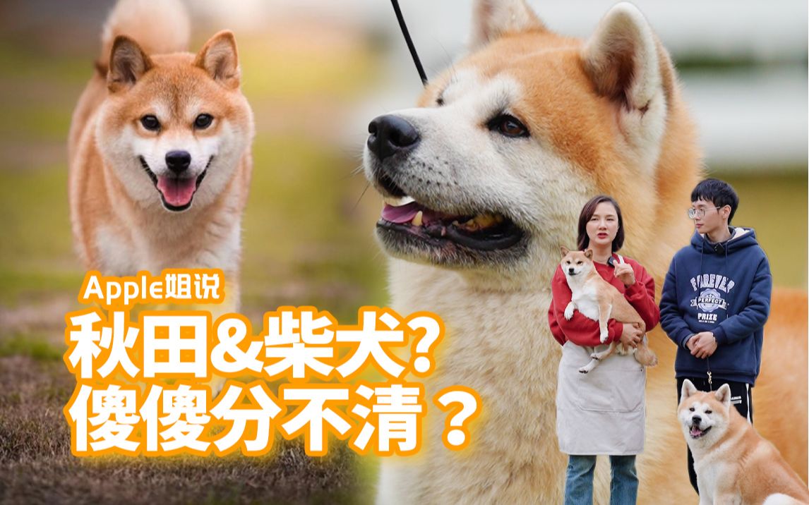 秋田&柴犬傻傻分不清?哔哩哔哩bilibili