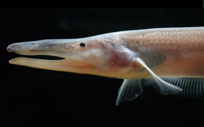 恐龙飞刀(compsaraia samueli)深水幽灵