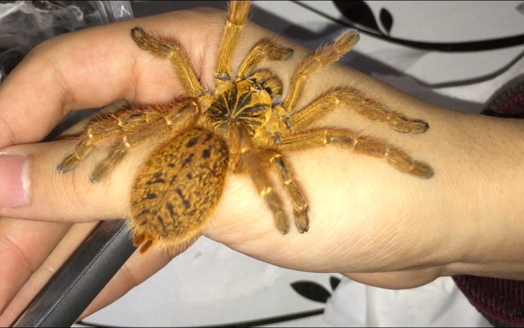 【翼】十厘米橙巴布直接上手打包 塞进五厘米盒子里 征服c8就是这么