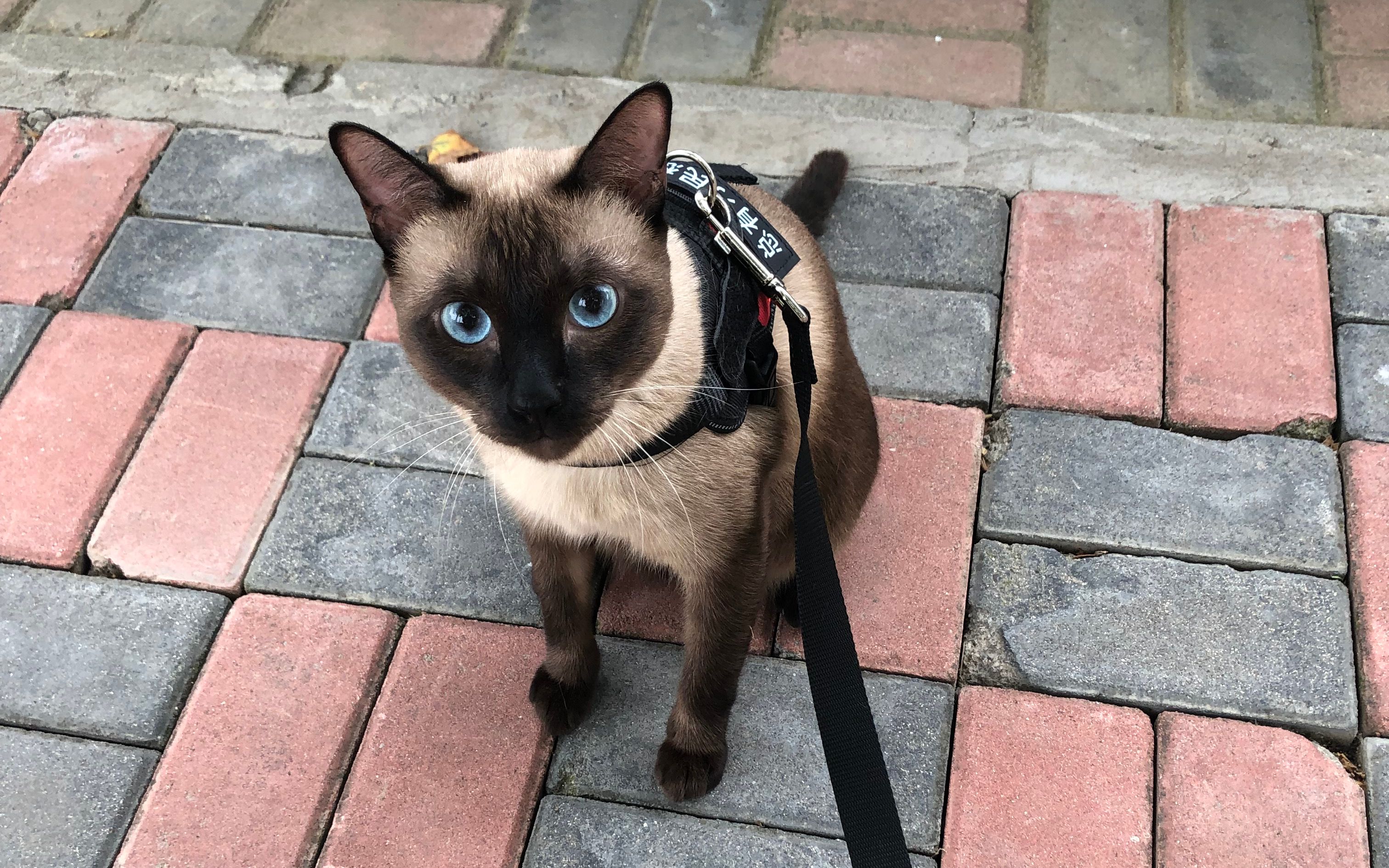 【暹罗狗】大佬出街!_哔哩哔哩 (゜-゜)つロ 干杯~-bilibili