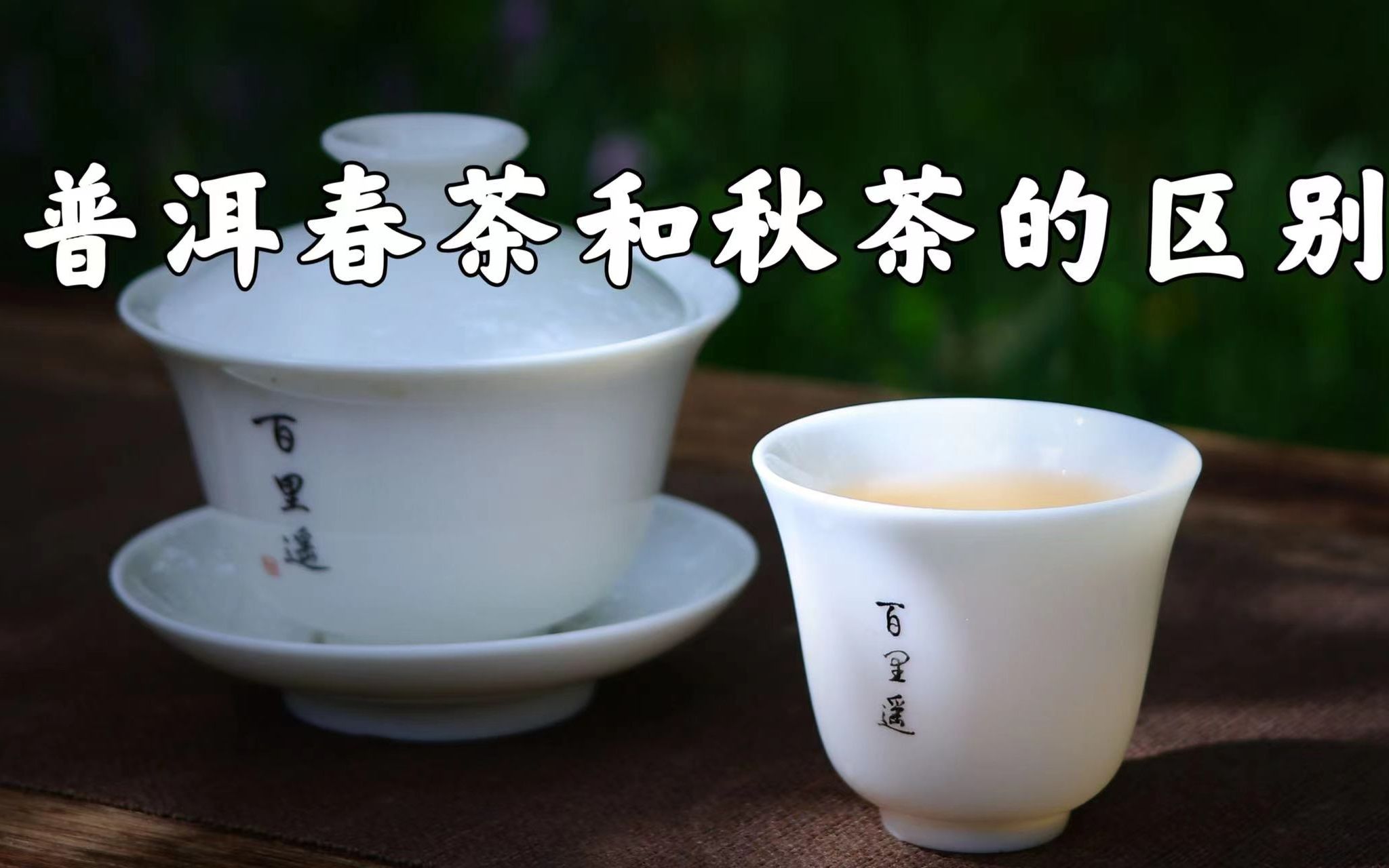 普洱春茶和秋茶的区别在哪里?哔哩哔哩bilibili