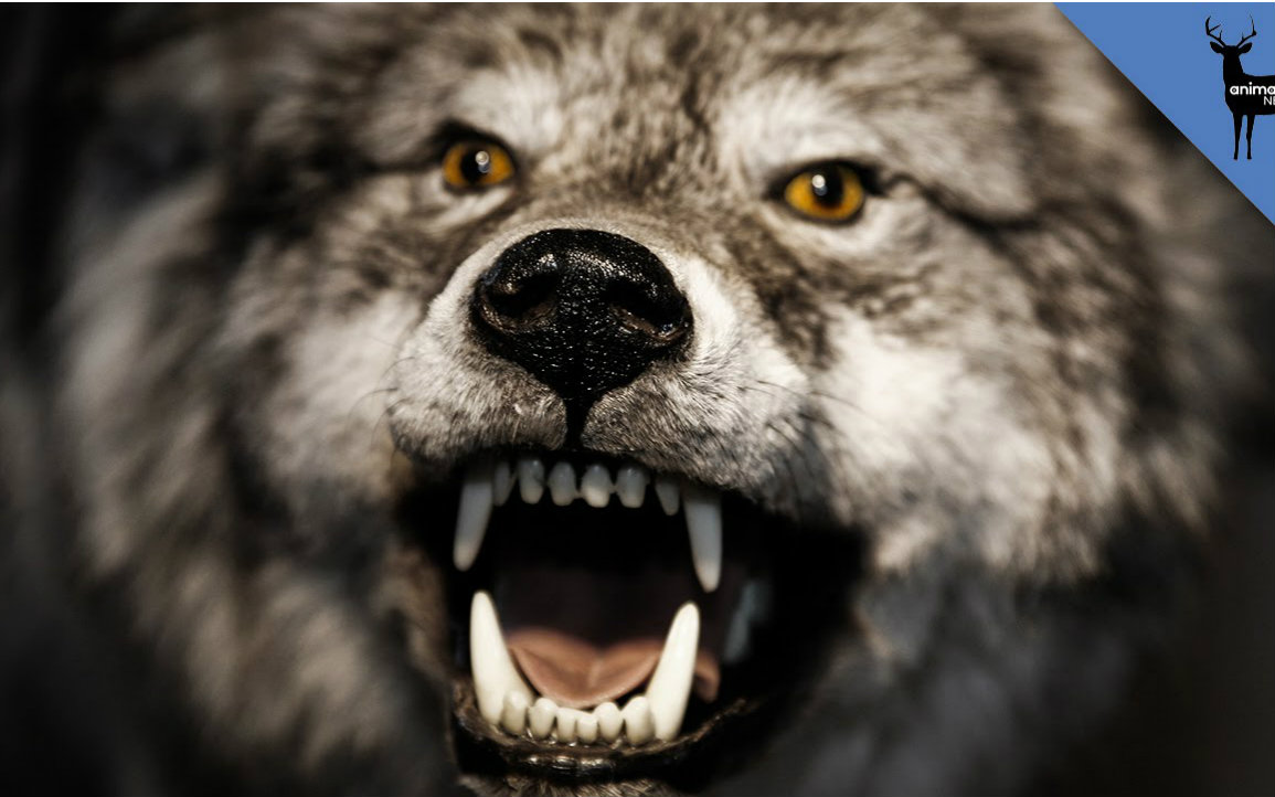 译学馆为什么人们认为狼人是真实的中英文字幕