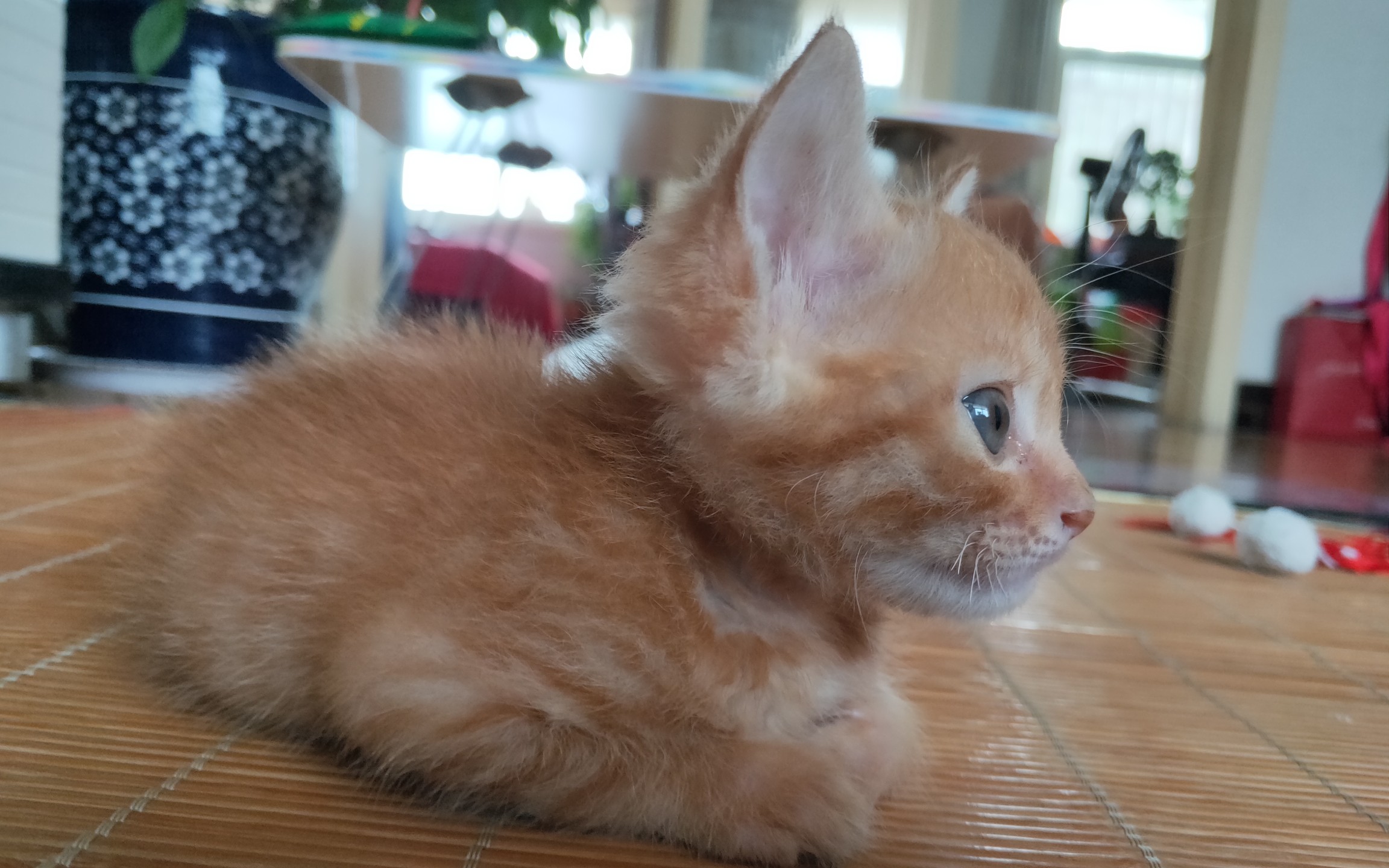 【橘猫】小奶猫现在开始练习扑咬啦,被当成猎物的小球球_哔哩哔哩 (゜