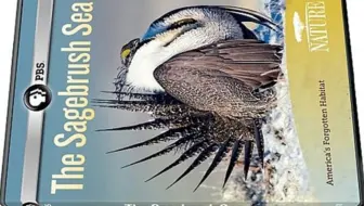 【PBS】自然系列 艾灌海洋 720P中英文双语字幕 The Sagebrush Sea