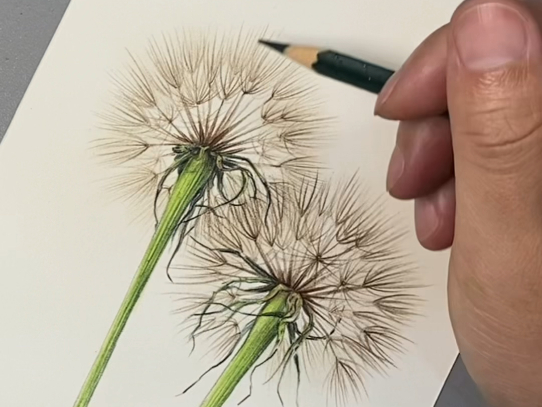 彩铅蒲公英,你要随风自由自在飞.