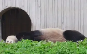 下载视频: 铲屎官的日常  大熊猫  熊猫听懂四川话系列 当大熊猫被认成假熊猫，反应亮了！