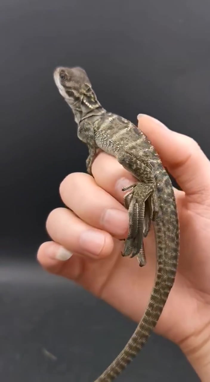 巨人安汶斑帆,30-35厘米