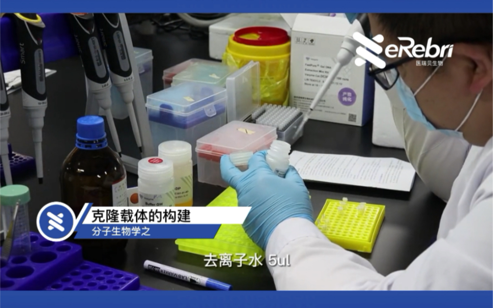 #医瑞贝生物 您的技术实验服务伙伴分子生物学实验——克隆载体的构建➕关注,轻松get更多#实验技巧 ✨哔哩哔哩bilibili