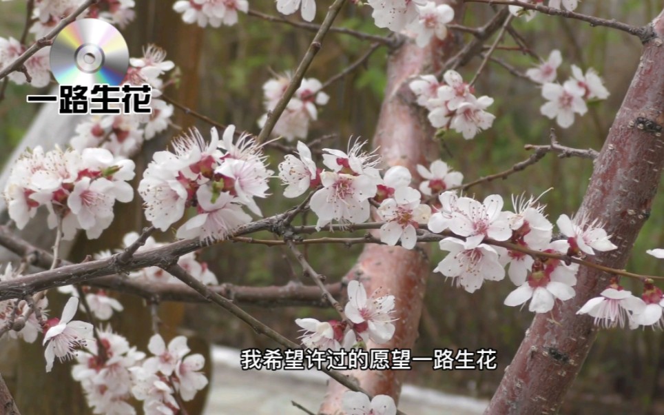 [图]一路生花（片段版）