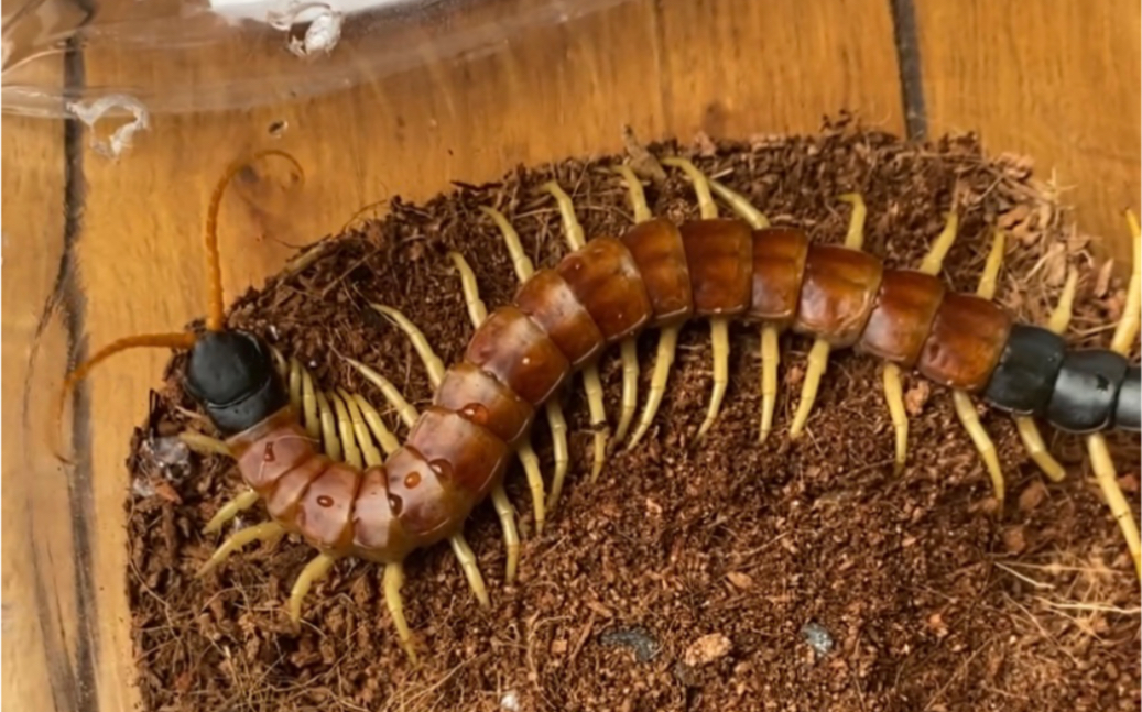 一喝到水就开心到手舞足蹈的亚利桑那英雄蜈蚣