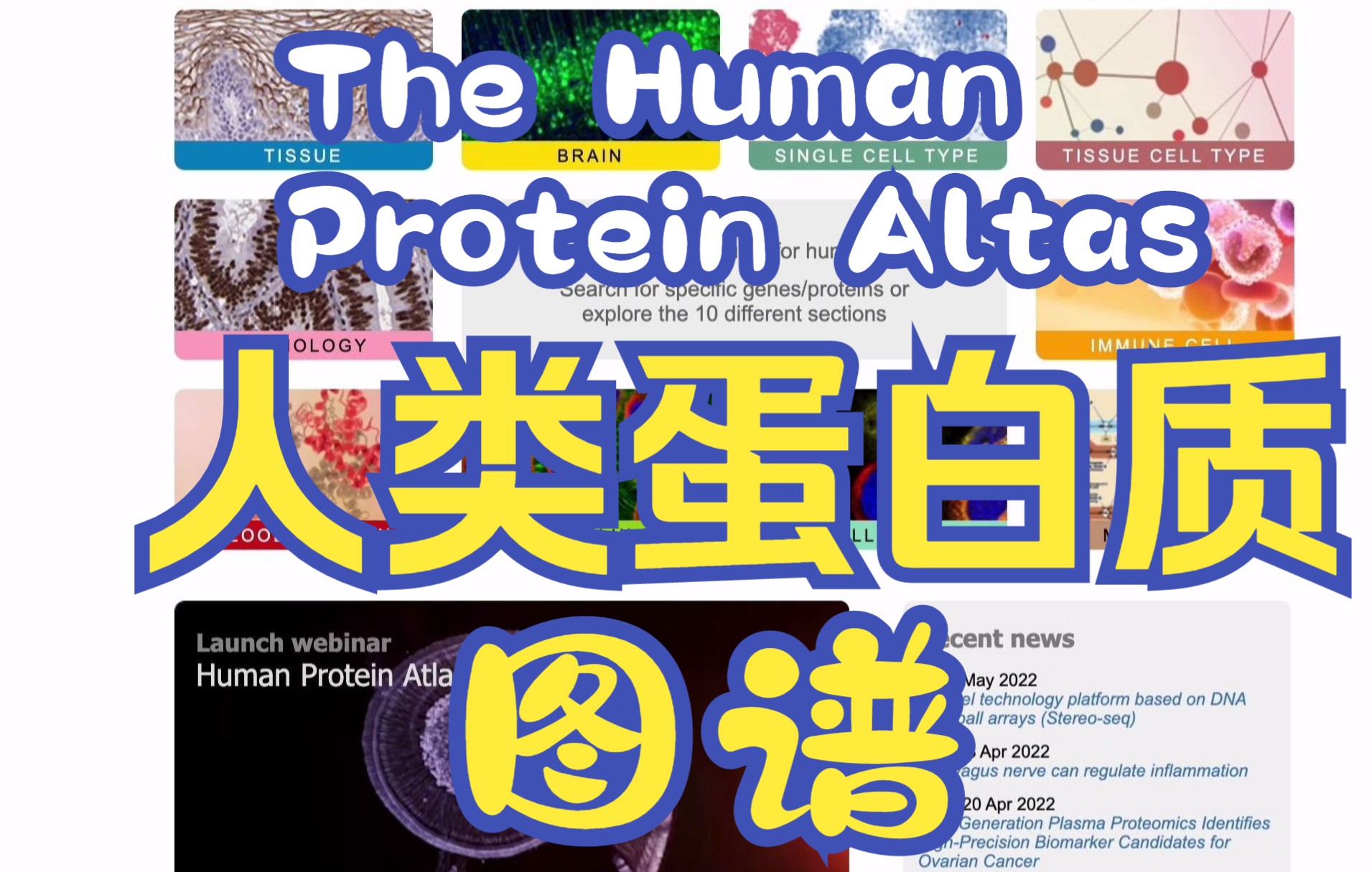 [5分钟]网站安利:人类蛋白质图谱 the protein atlas,快速了解你想要知道的蛋白质的表达水平哔哩哔哩bilibili