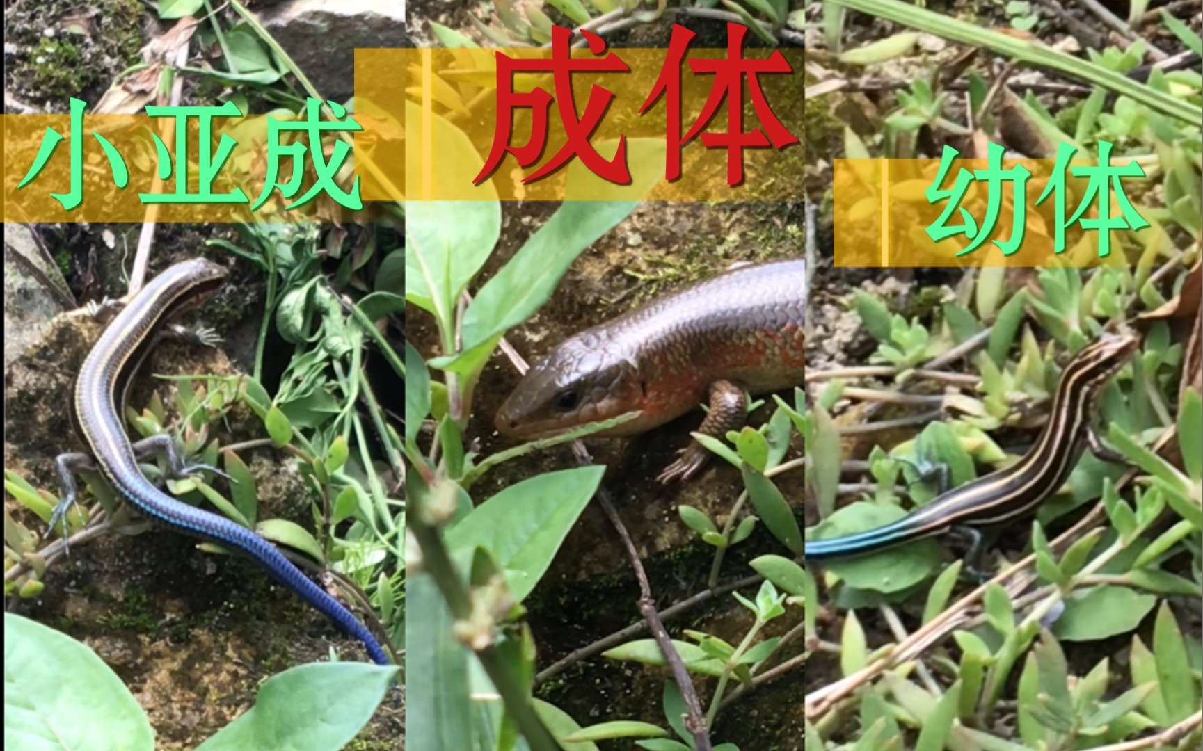 一个镜头拍到幼体,亚成,成体.【中华石龙子】_哔哩哔哩_bilibili