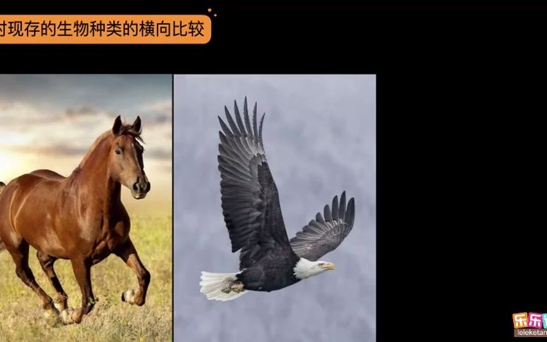 [图]八年级下册生物学 第26期 学习研究生物进化的方法