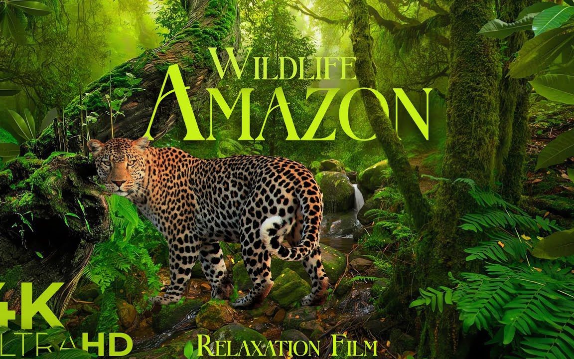 [图]Amazon Wildlife 2K • Animal Relaxation Film • Forest Sounds • Relaxing Music Vi