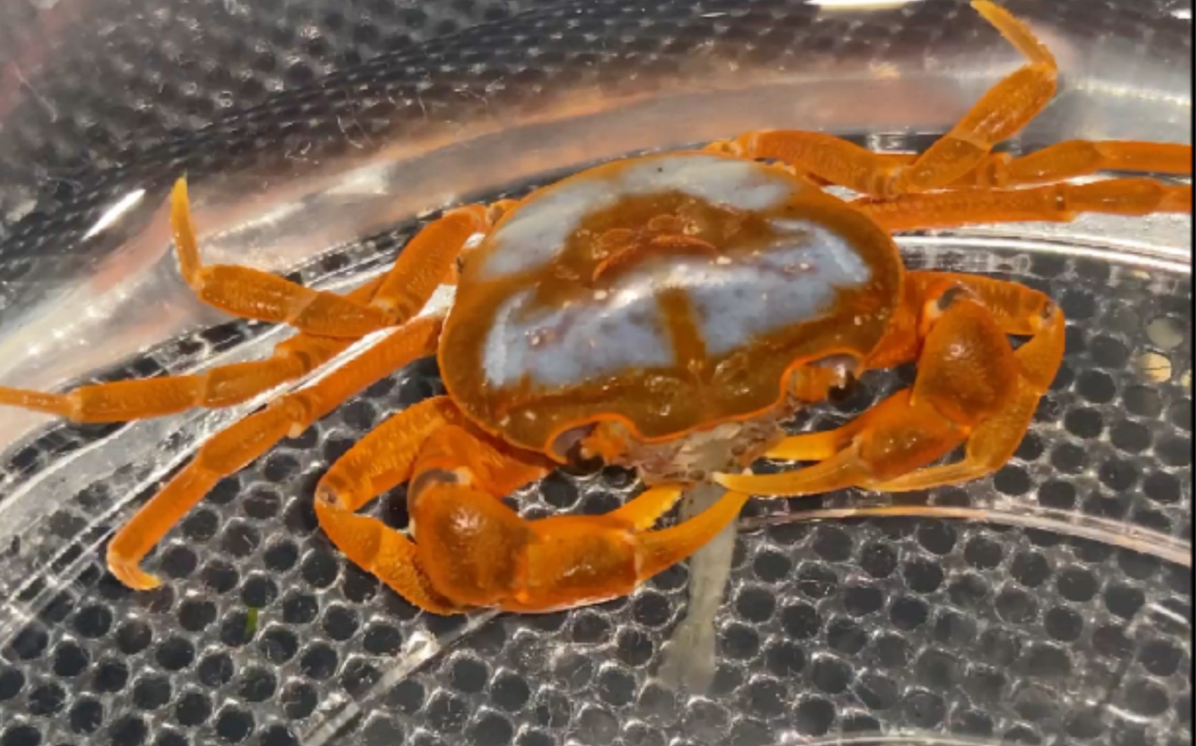 蝶纹内陆溪蟹/南海溪蟹进食黑壳虾,南鳢捕食中国斗鱼_哔哩哔哩_bili