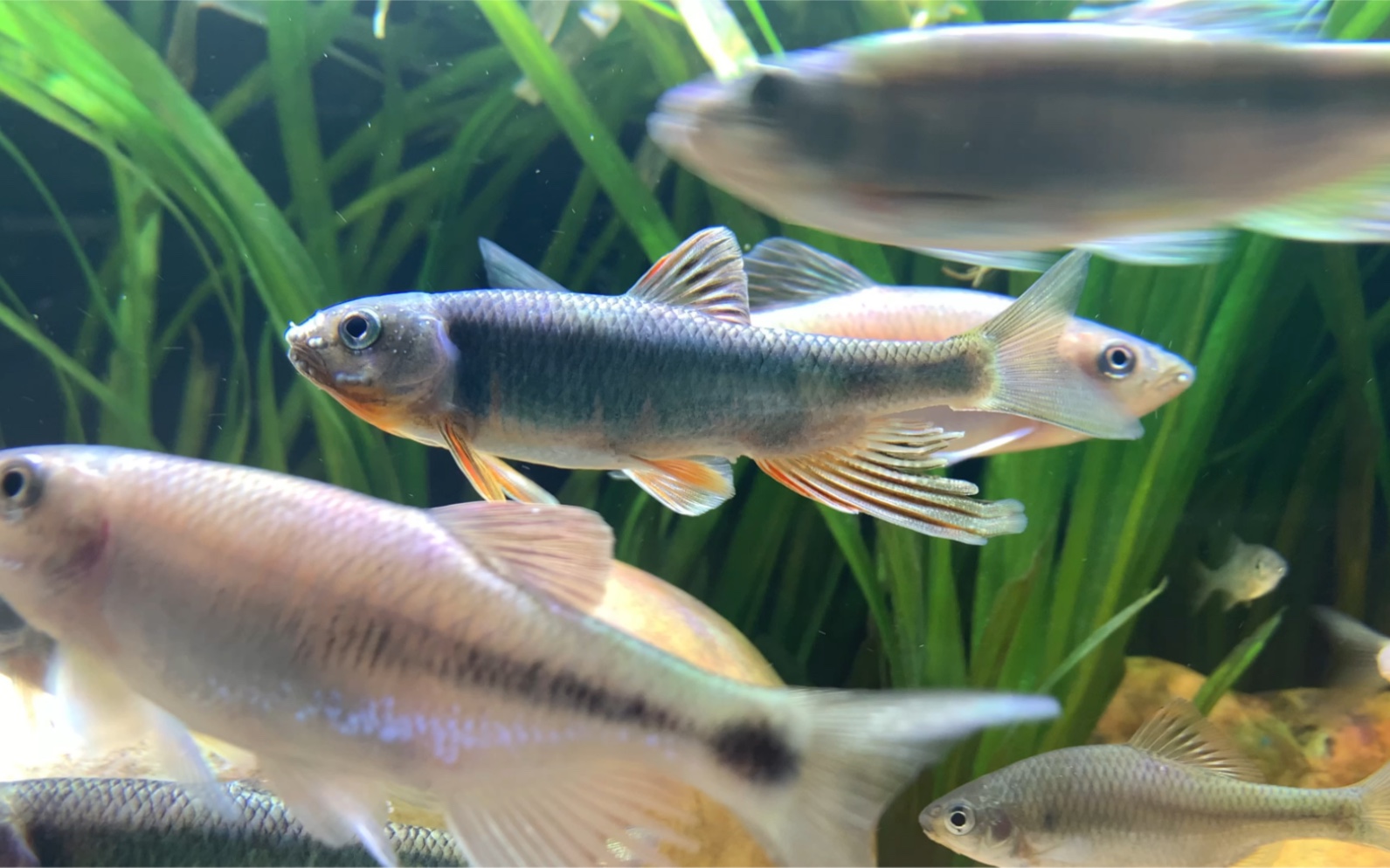 六安宽鳍鱲,泛着金属蓝绿色光泽的原生鱼,前段时间又买了几条,期待