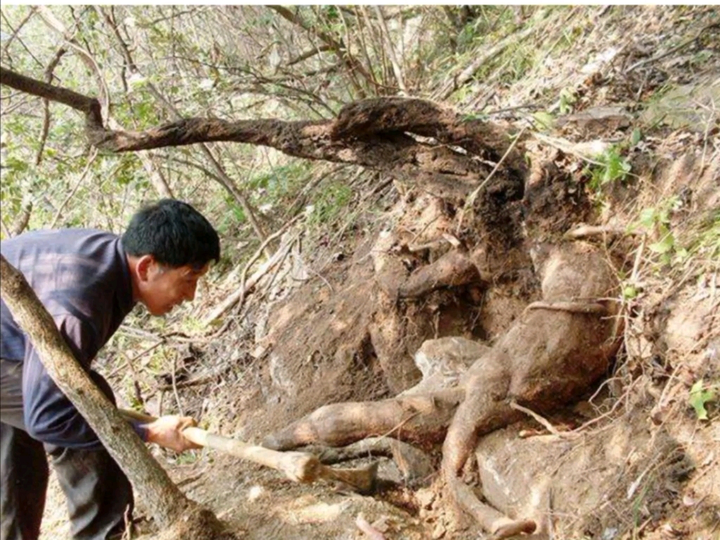 葛花提取物葛根提取物最全面介绍、葛根总黄酮大豆苷元葛根素系列知识点哔哩哔哩bilibili