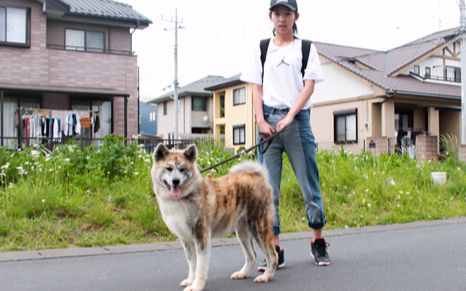 你可能没见过:日本秋田犬支部实拍哔哩哔哩bilibili