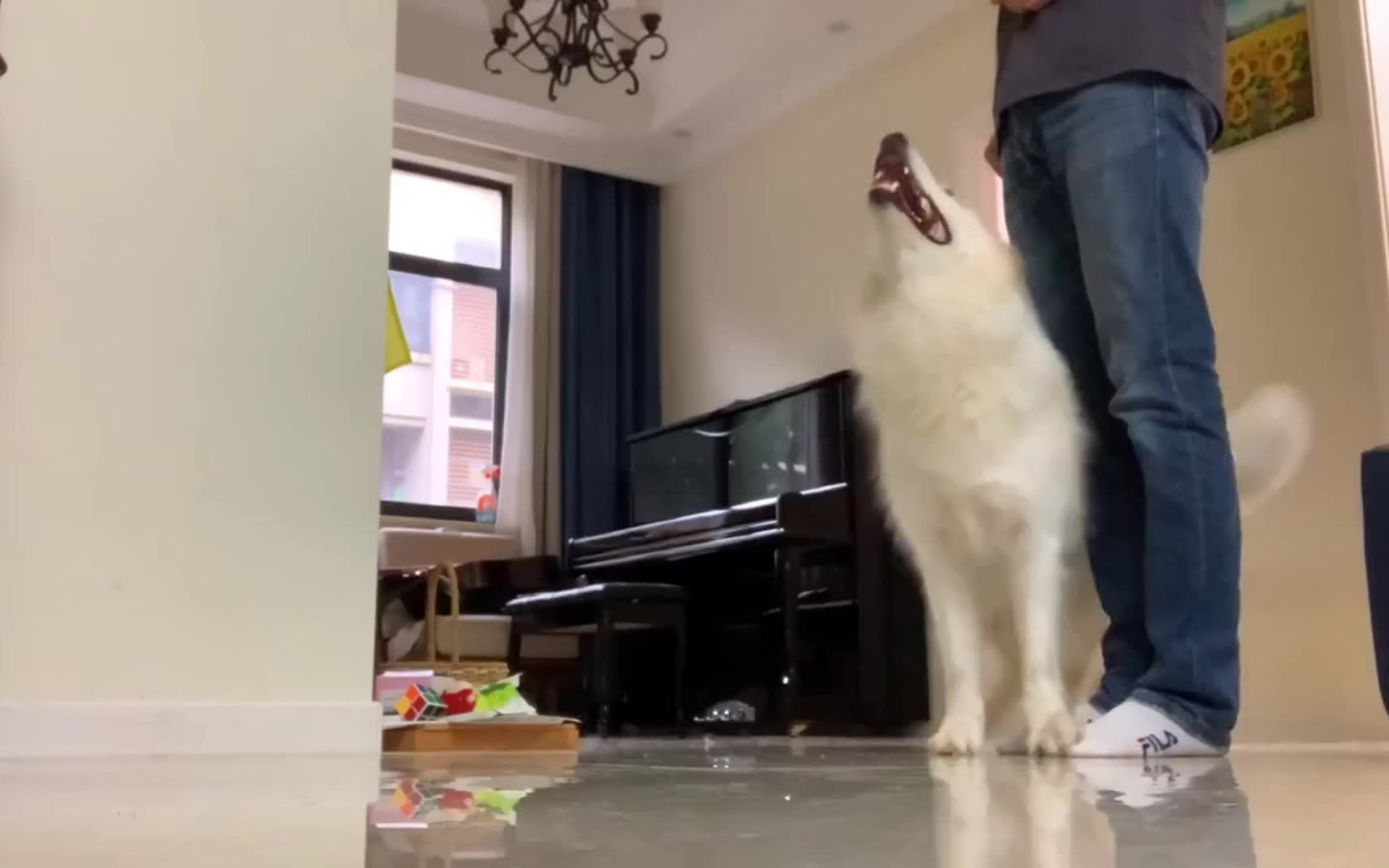 我跟你们讲呀陈贝拉就是边牧贝拉本拉不是冒牌的你们别取关啊