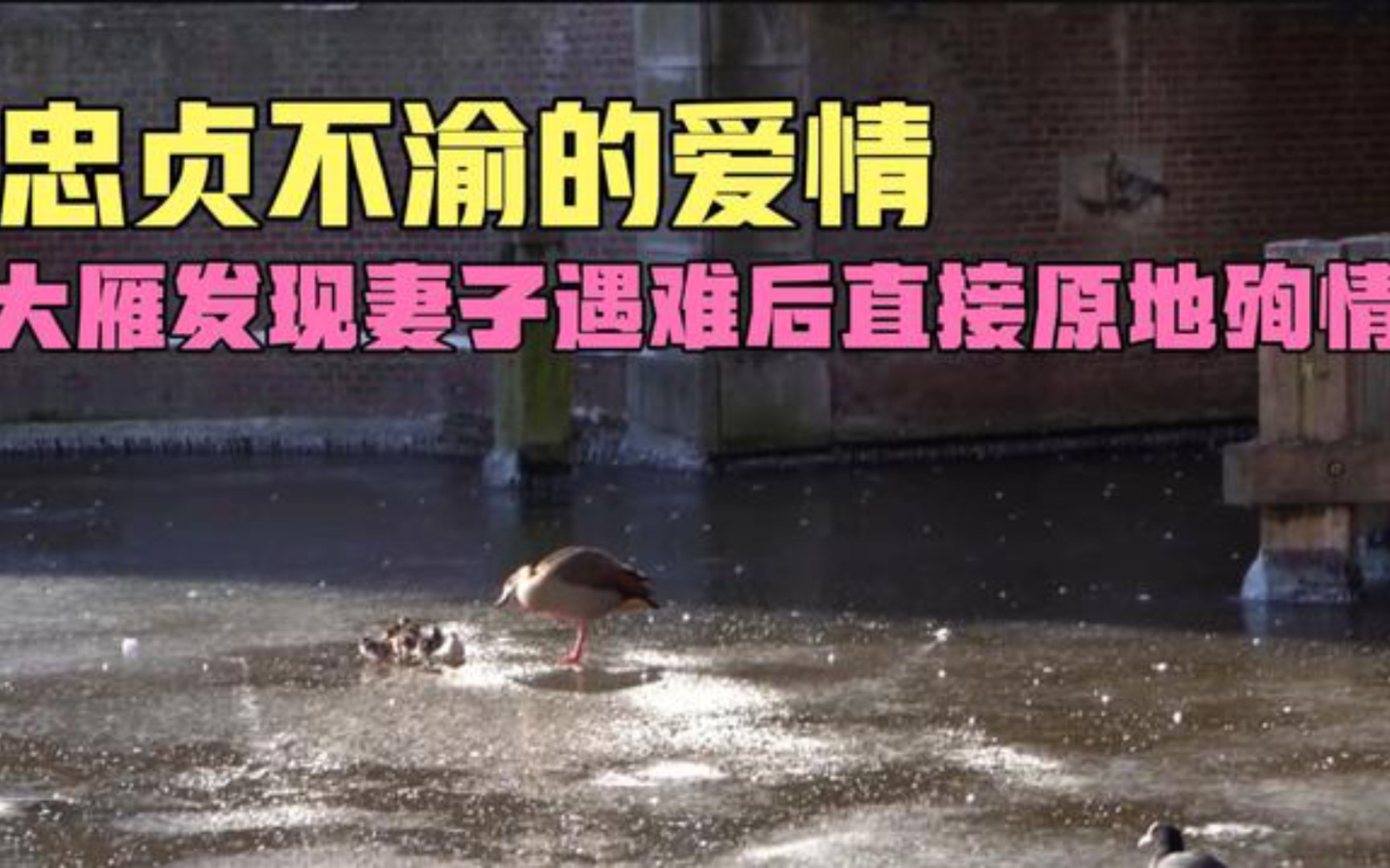 大雁发现妻子遇难后直接原地殉情,原来这就是忠贞不渝的爱情