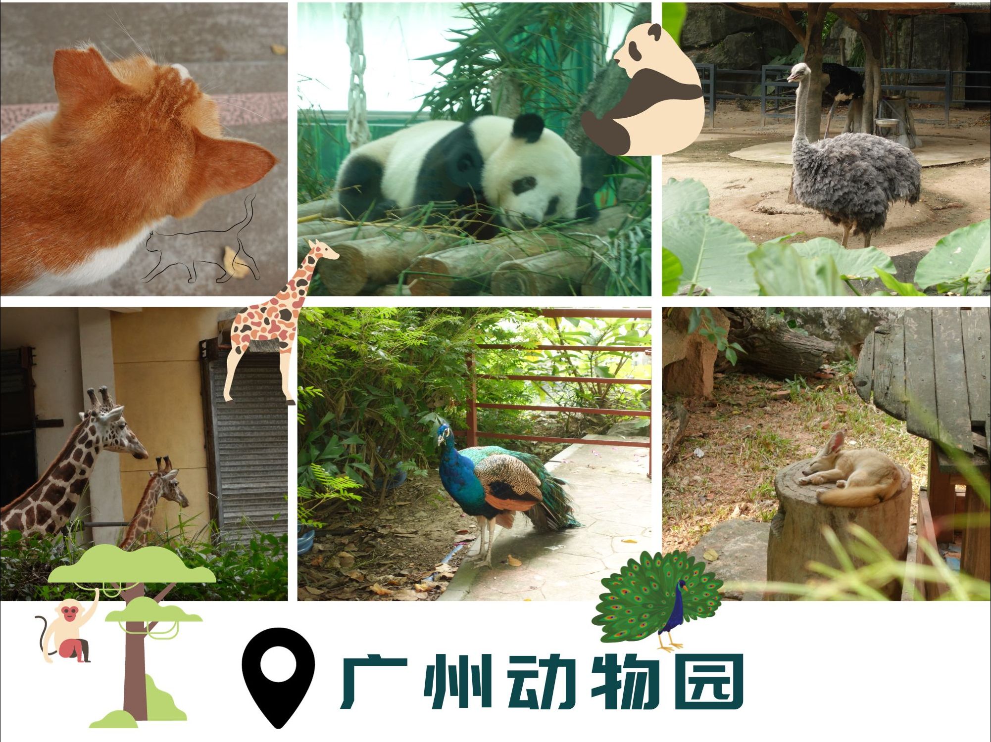 動物園裡有什麼?廣州動物園遊記