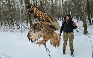 Скачать видео: 猫头鹰进森林，乌鸦吓得嘎嘎叫！