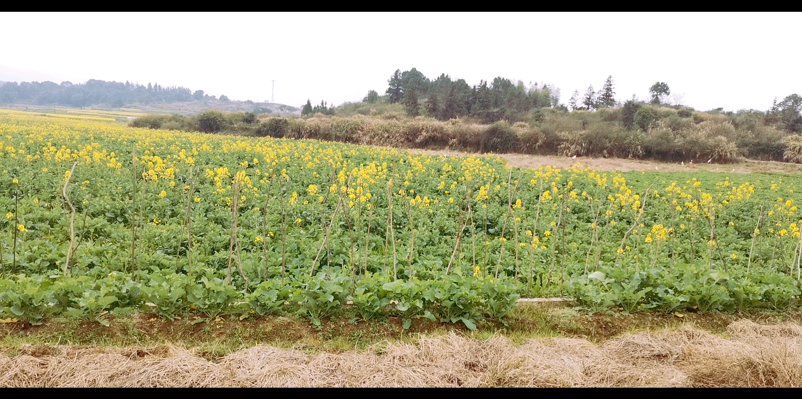 [图]【油菜花开的季节】