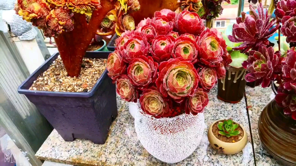 推荐一款值得养的法师,荷兰圆叶法师.