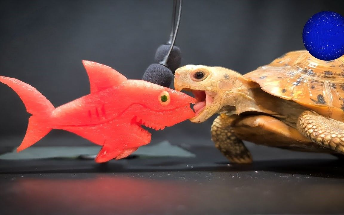 给老乌龟吃小鲨鱼,它直接一口闷了