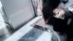 一只大狗狗