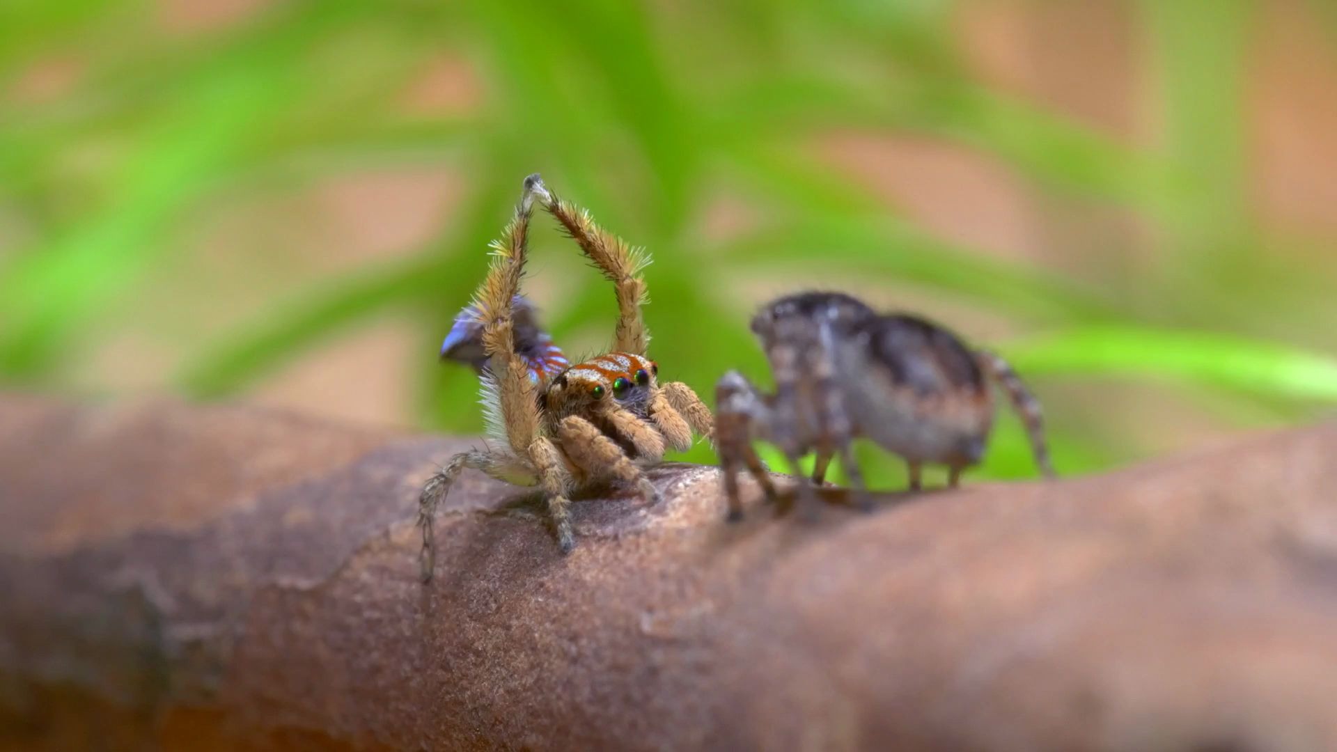蛛片跳蛛求爱终于抱得美人归亲爱的看我给你比个心