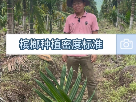 槟榔种植密度标准#槟榔种植技术#槟榔科学培育#槟榔管理技术 #槟榔科学技术 #槟榔种植知识哔哩哔哩bilibili