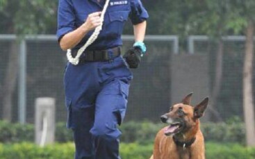 [图]《守护香港的故事》第六集--边界警区及警犬队