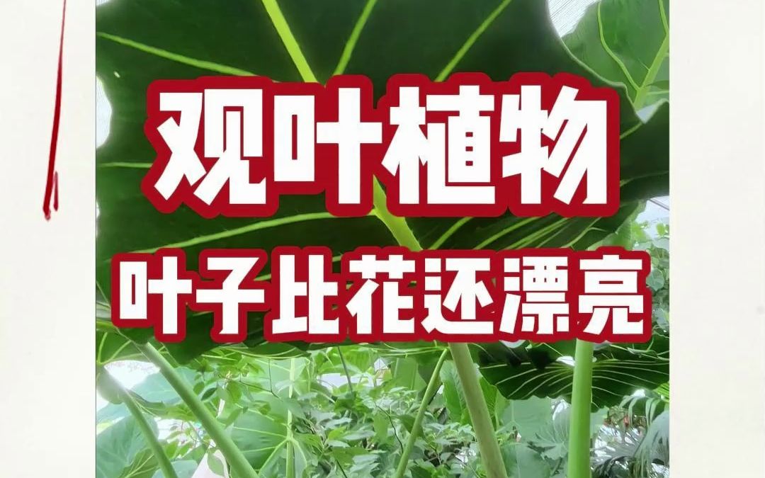 适合夏日家养的观叶植物哔哩哔哩bilibili