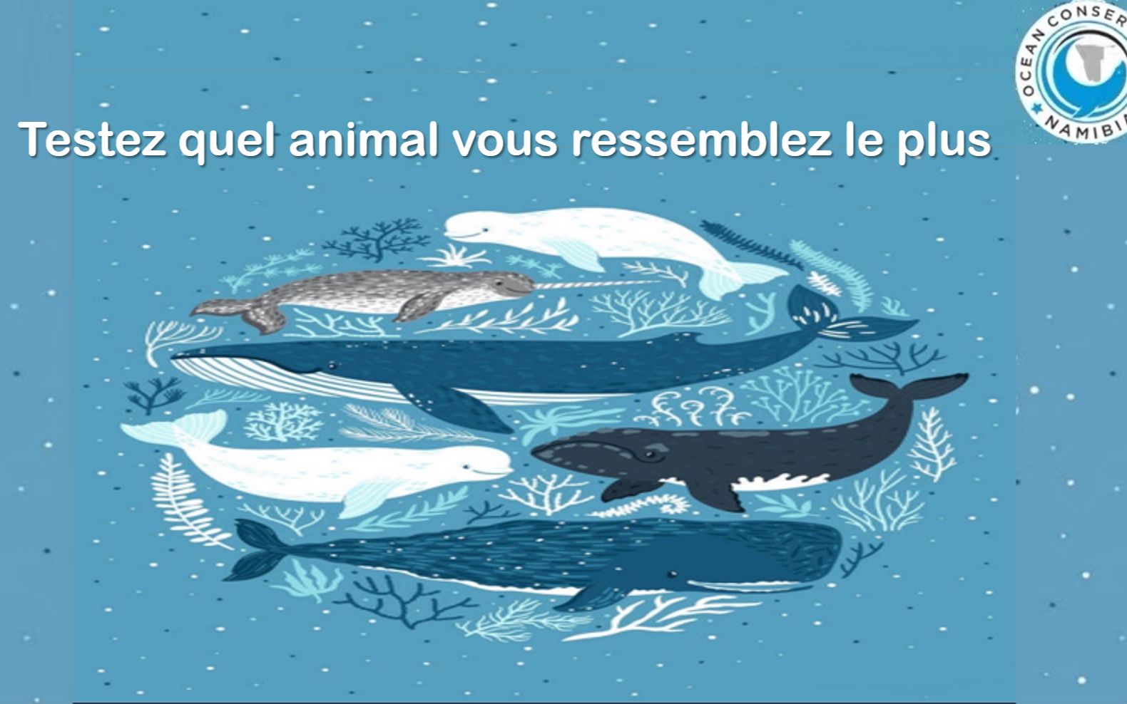 [图]Testez quel animal vous ressemble le plus 测一测你最像哪种海洋动物