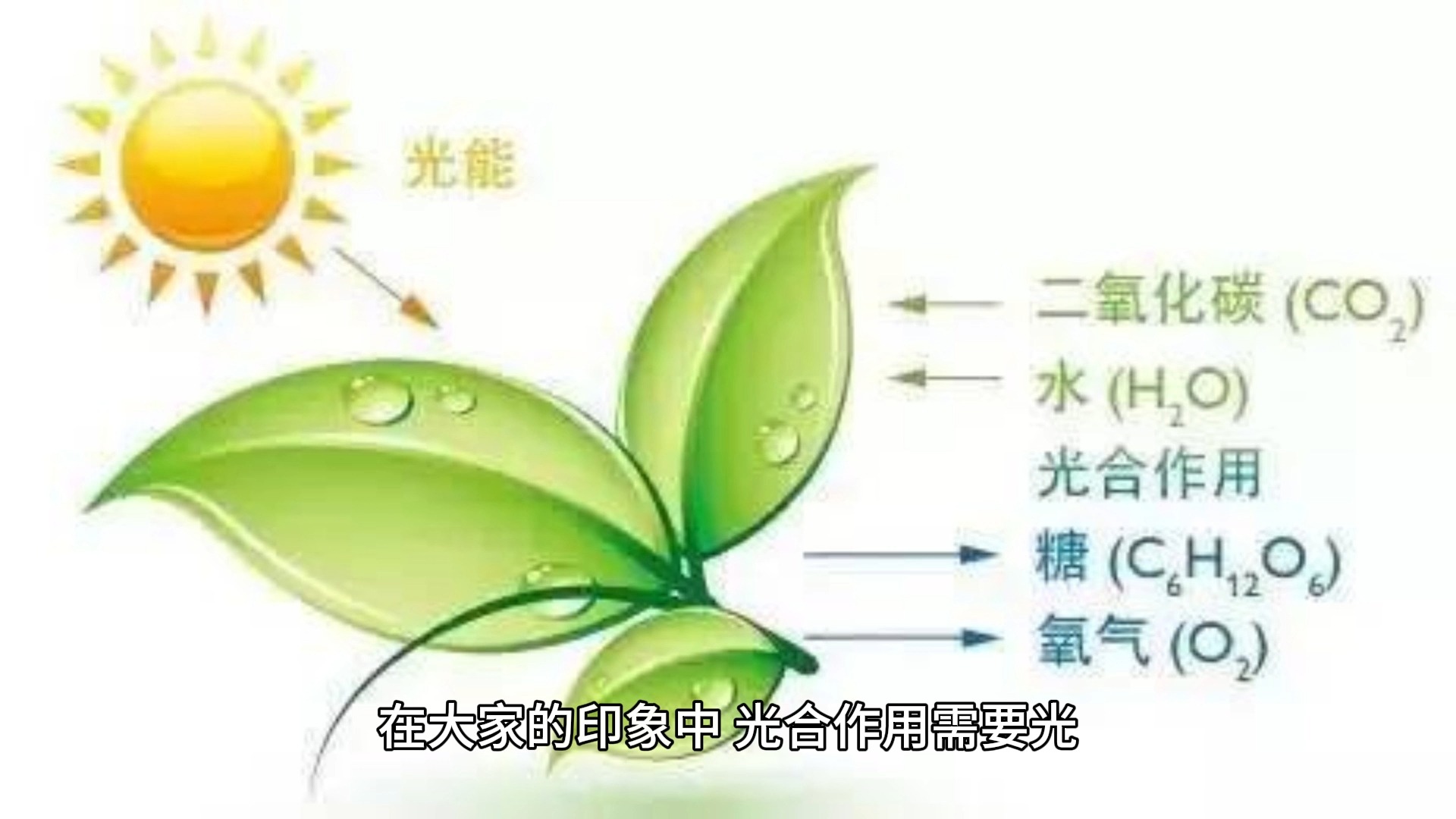 寒土地臻食汇科普:月光下植物能进行光合作用吗?