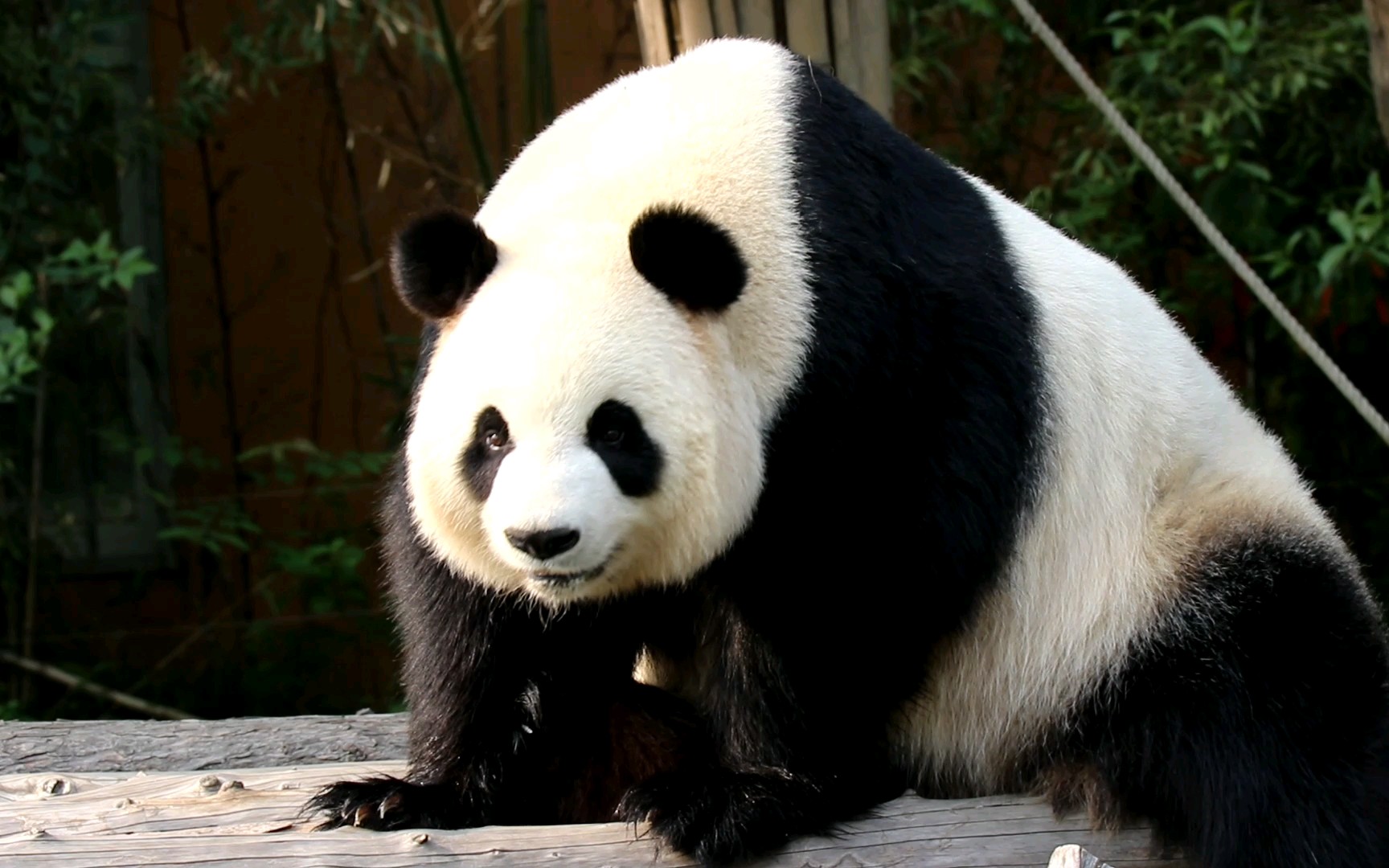 【大熊猫正正】懒洋洋的抠jio软妹小蒸包_哔哩哔哩 (゜-゜)つロ 干杯