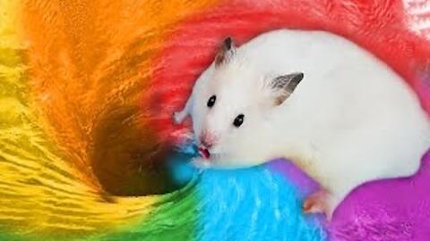 金丝熊 小仓鼠大冒险暴躁仓鼠挑战极限水上乐园滑滑梯有趣又刺激 哔哩哔哩 Bilibili